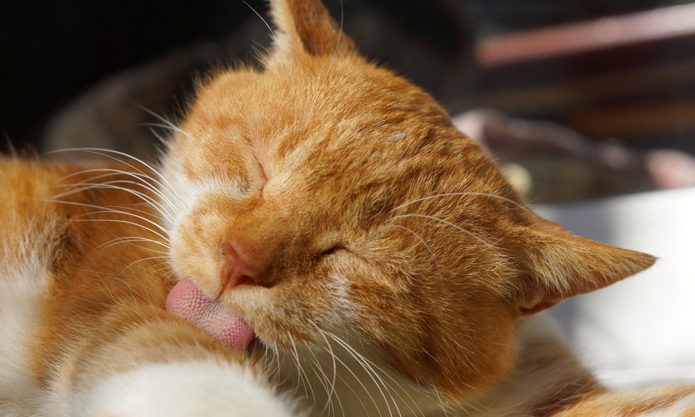 貓清醒時有一半時間用來舔毛，一旦過量或許是強迫症使然。