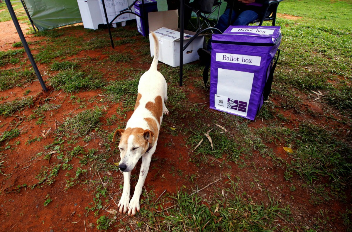 6 月 22 日，一隻狗在澳洲聯邦大選票站外伸展筋骨。