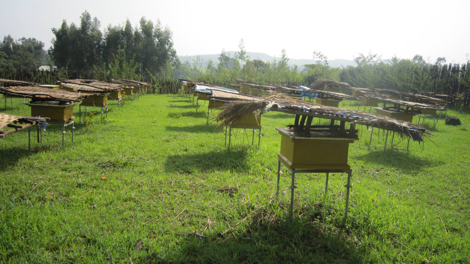 小農在社區購置新或養蜂箱，組成小型蜂場，改善生計。