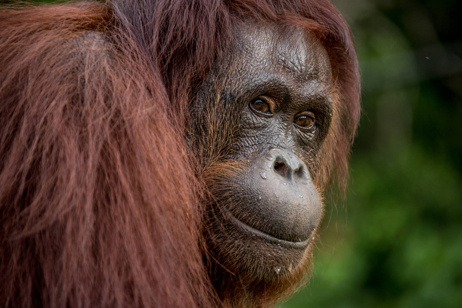 婆羅洲紅毛猩猩在去年已被評定為極瀕危物種。