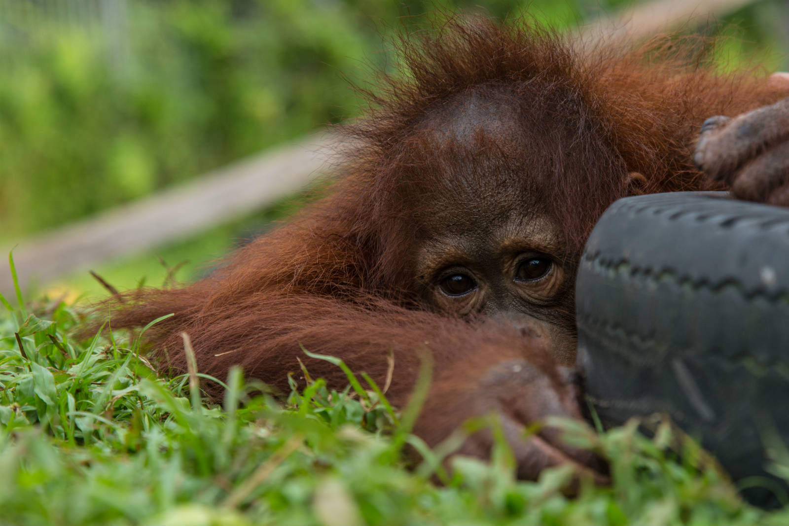 滙豐有能力推動整個行業以可持續的方式生產棕櫚油，保護珍貴的印尼雨林及極瀕危的紅毛猩猩。