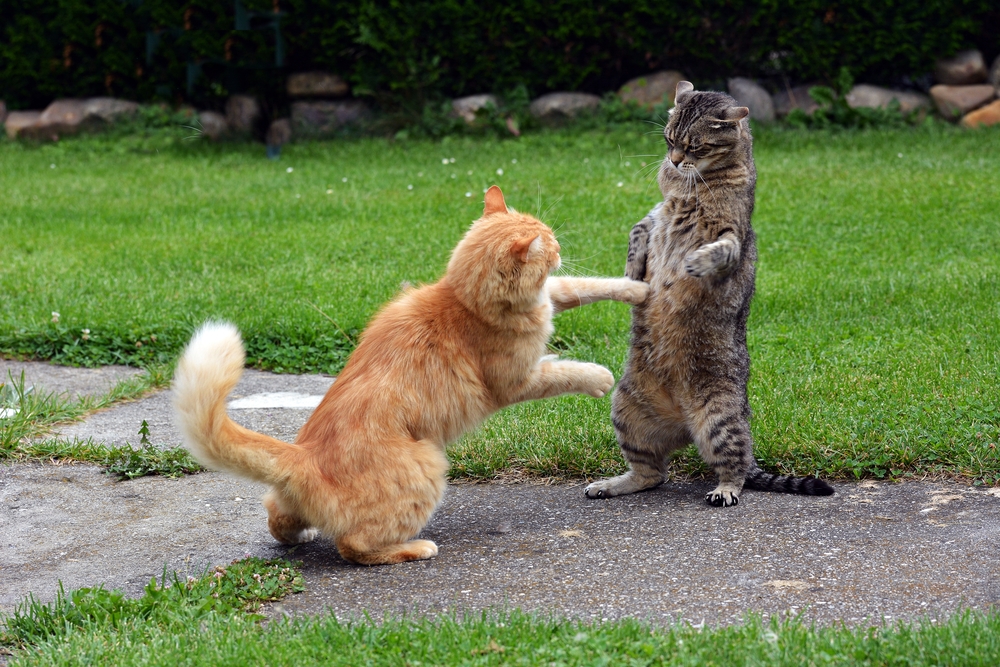cat fight 2