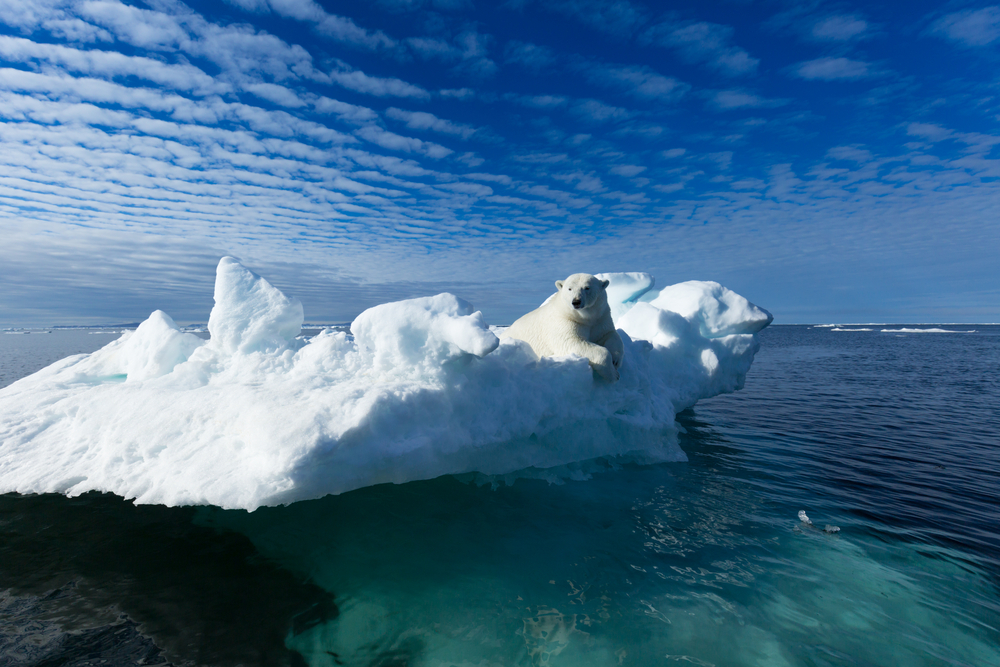 全球暖化加劇北極融冰，令北極熊更難棲身。