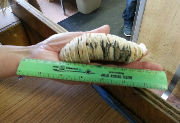 長毛象的牙齒巨大，用於咬磨凍土的植被。　圖片來源：University of Wisconsin–Madison