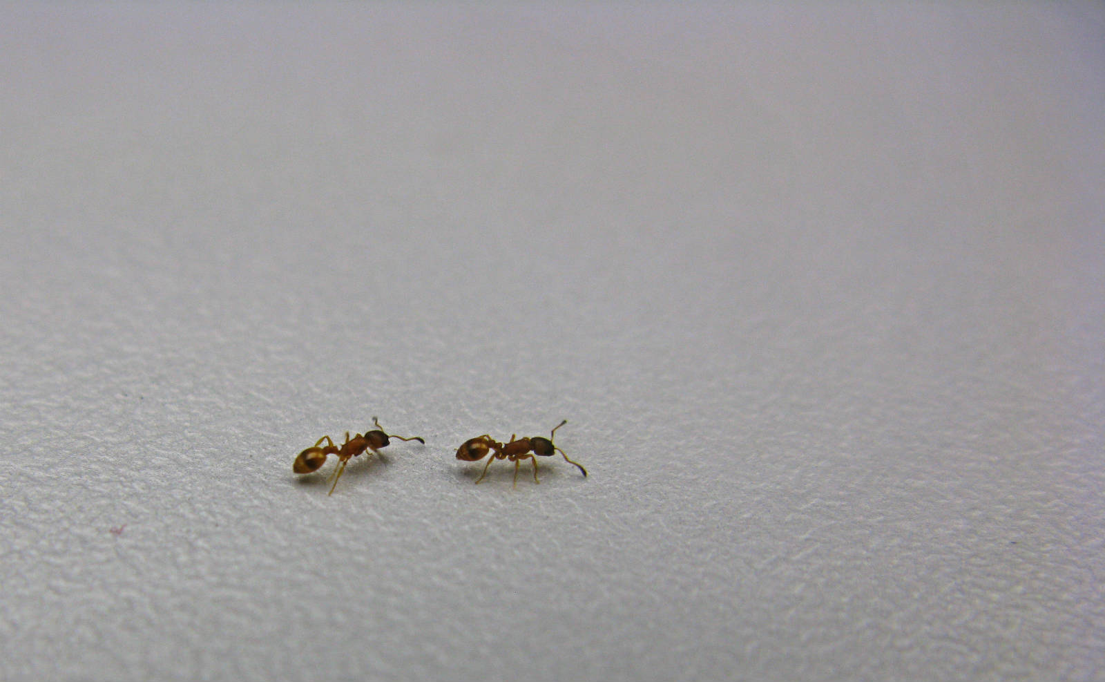 兩隻螞蟻正進行縱跑：新蟻在帶領下前往新居。　圖片來源：Wikicommon