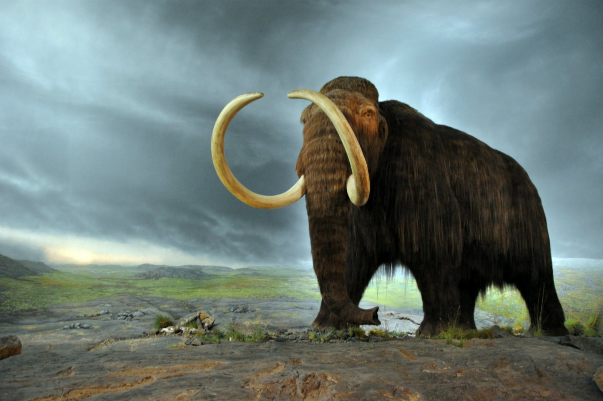 有基因學家表示，復活長毛象有助對抗氣候變化。　圖片來源：Creative Commons