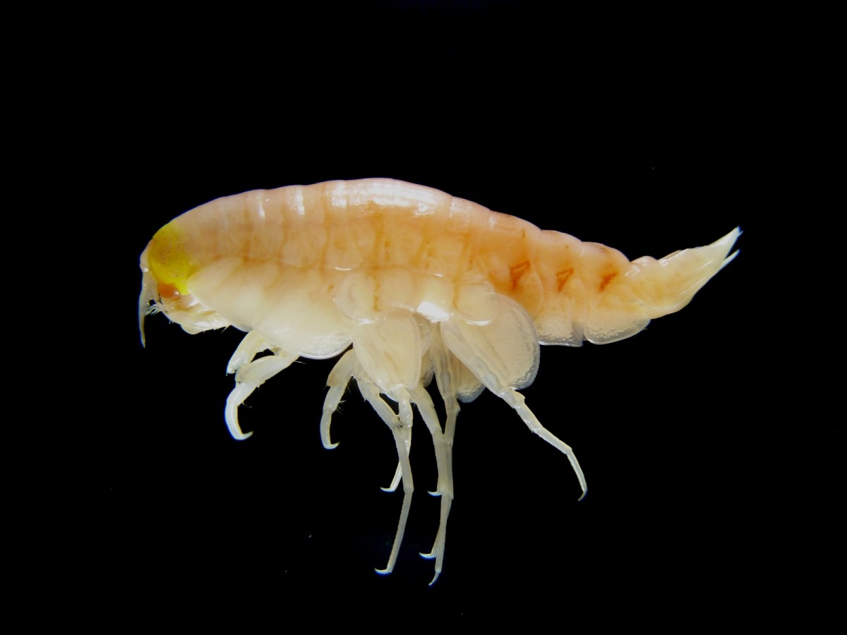 一隻來自太平洋海底 1 萬米以下水域的短腳雙眼鉤蝦，比中國遼河的蟹毒上 50 倍。　圖片來源：路透社