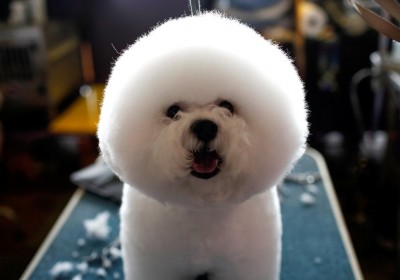 A Bichon Frise stands on a grooming table in the benching area before competition at the 141st Westminster Kennel Club Dog Show in New York City, February 13, 2017. REUTERS/Mike Segar TPX IMAGES OF THE DAY