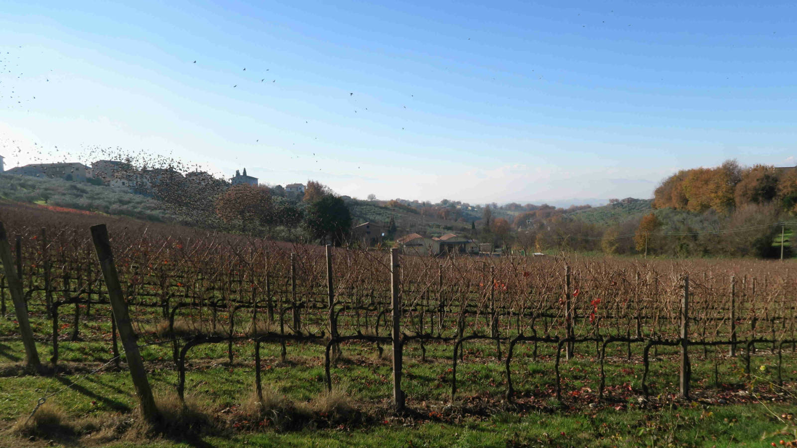 Cantina Fratelli Pardi 的葡萄園。