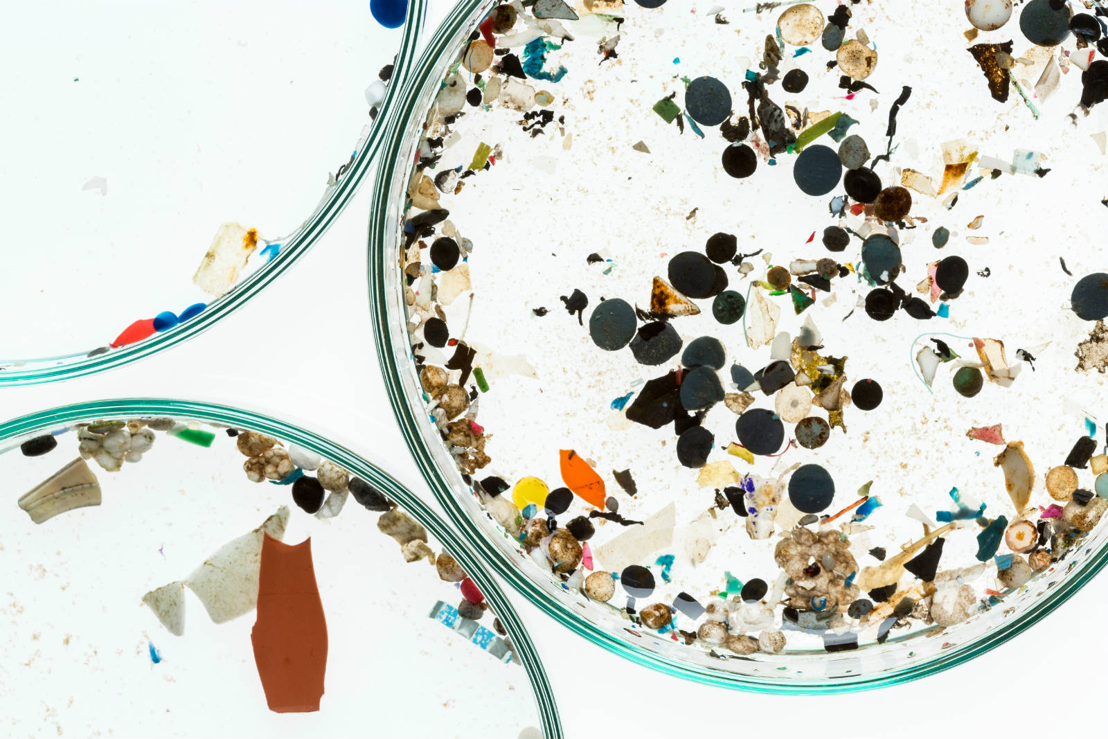 有研究在全球超過 170 種海洋生物體內發現微塑膠，當中包括香港人常食用的烏頭、蠔和丁香魚等。