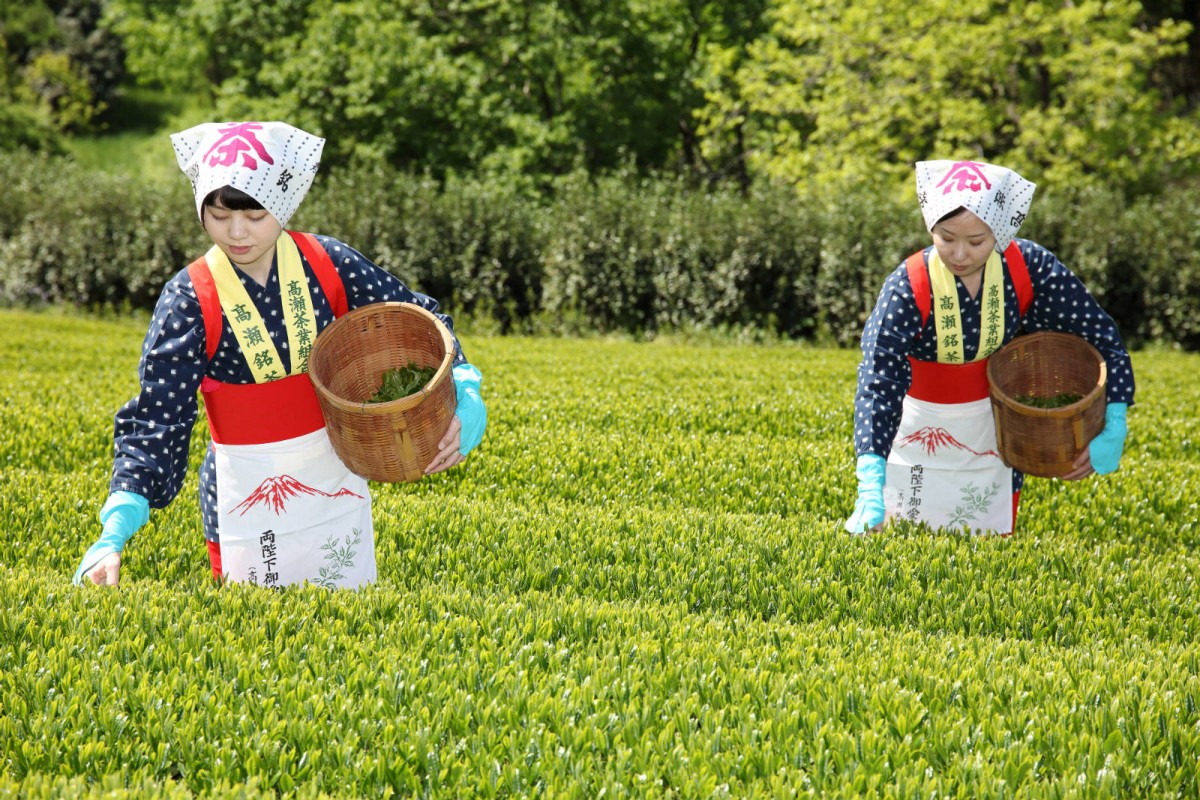 受氣候變化影響，日本茶葉產量去年從全球第八滑落至第十，產量是自 1965 年以來的新低。