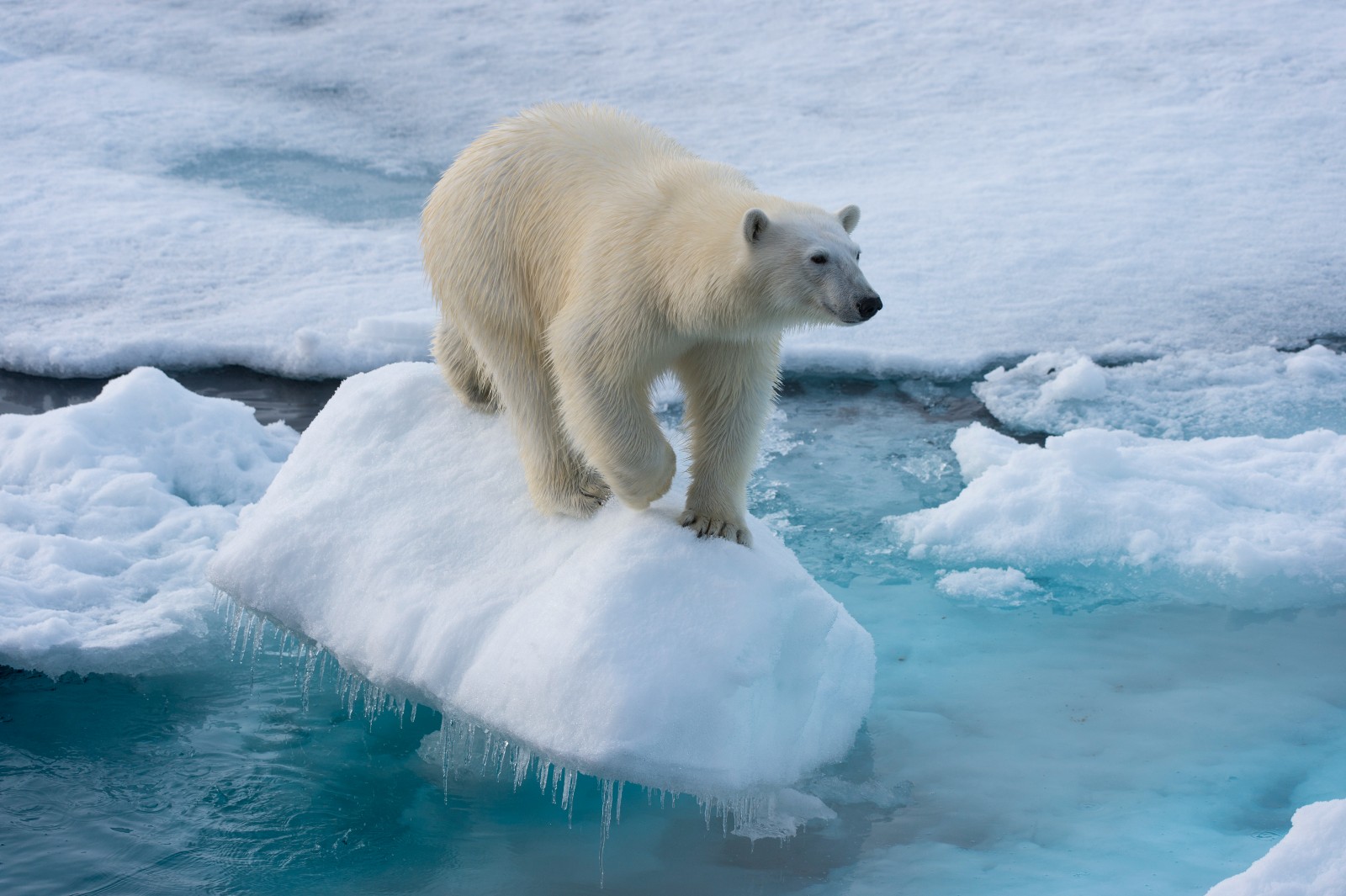 全球暖化 北極熊如何在陸上覓食 Cup媒體